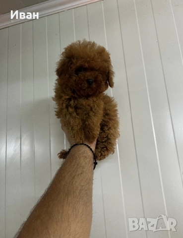 Teacup / тийкъп пудел
гр. Сопот, Пловдив
вчера
2 800 лв
1 431,61 € Teacup / тийкъп пудел
гр. Сопот, Пловдив
вчера
2 800 лв
1 431,61 €