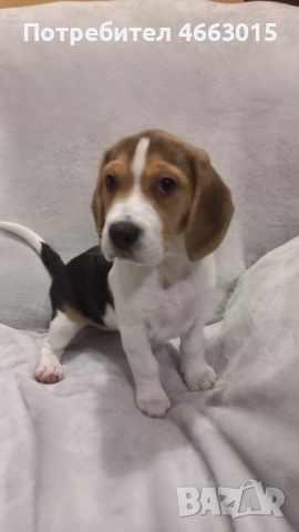 Куче порода Бигъл →
		Обява 52575742