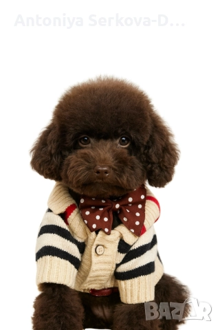 Poodle mini /Пудел мини  →
		Обява 52447634
