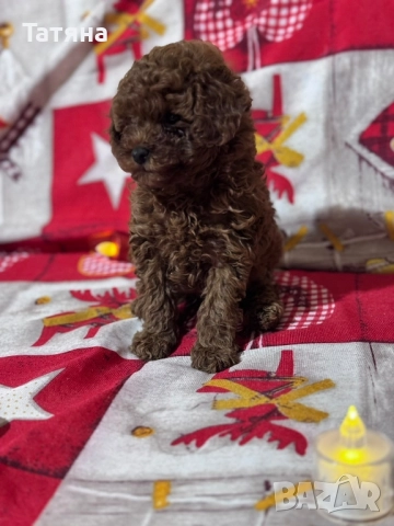 Той Пуделчета  →
		Обява 52364468