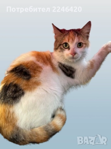 3-месечно момиченце търси дом  →
		Обява 52497923