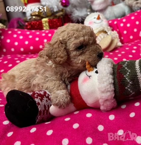 Пуделчета той →
		Обява 52493241