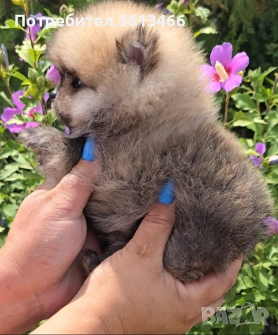 Миниатюрен мъжки поранжав померан  →
		Обява 52240181