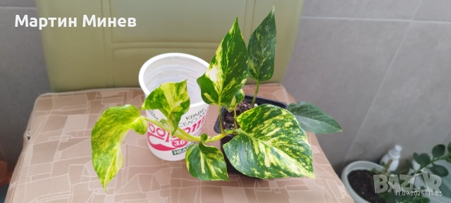 Epipremnum – Enjoy Gold  →
		Обява 52093313