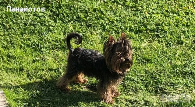 Йоркширски териер
гр. Варна, Владислав Варненчик 1
днес
400 лв
204,52 € Йоркширски териер
гр. Варна, Владислав Варненчик 1
днес
400 лв
204,52 €