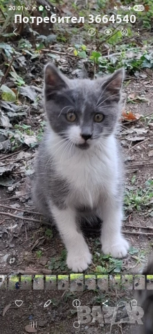 Бебе полубританска късокосместа, мъжко →
		Обява 52152526