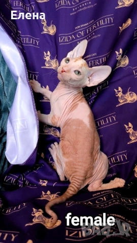 Донски Сфинкс женска чистокръвно →
Обява 52227515 Донски Сфинкс женска чистокръвно →
Обява 52227515