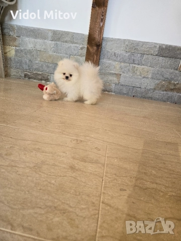 Мини Померан момче  →
		Обява 52555969