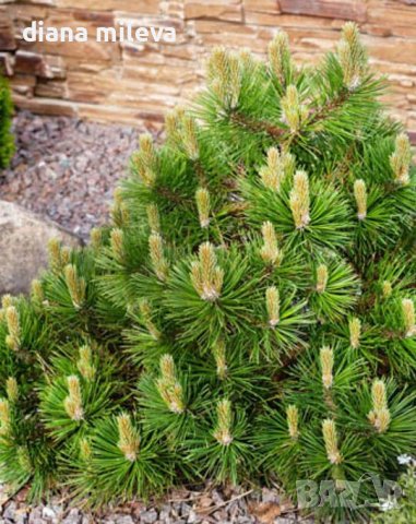  Pinus Mugo Mughus, Клек, снимка 2 - Градински цветя и растения - 40696492