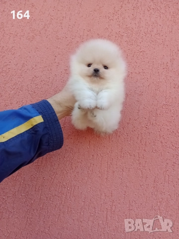 Померан. Момиченце. Реални снимки! →
		Обява 52611078