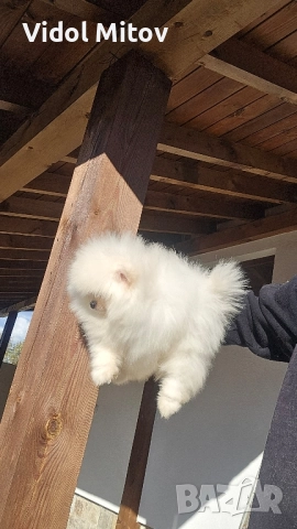 Мини Померан момче 
                

                гр. Хисаря, Пловдив
                вчера

                                                            1 200 лв 
                        613,55 €