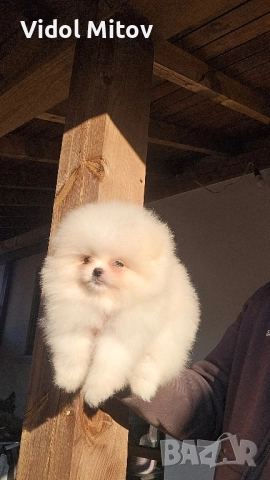 Мини Померан момче →
Обява 52432202 Мини Померан момче →
Обява 52432202