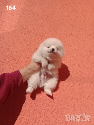 Мъжки и женски Померанчета. →
Обява 52357224 Мъжки и женски Померанчета. →
Обява 52357224