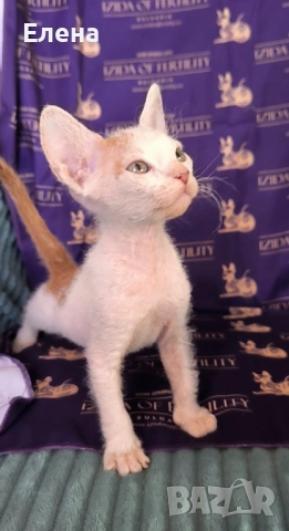 Донски Сфинкс чистокръвно момченце браш 
                

                гр. Варна, Виница
                вчера

                                                            500 лв 
                        255,65 €