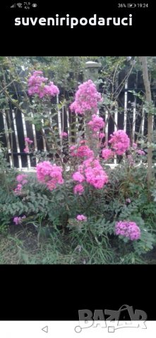 Продавам ИНДИЙСКИ ЛЮЛЯК (Lagerstroemia indica) от 80 см до 4м. подготвени в контейнер(саксия)  , снимка 3 - Градински цветя и растения - 32610145