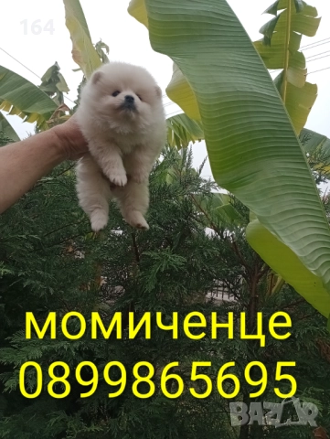 Померани. Реални снимки от 17.11.25 →
Обява 52441216 Померани. Реални снимки от 17.11.25 →
Обява 52441216