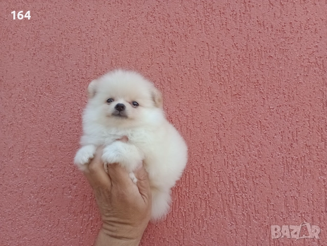 ΠΠ΅Π»ΠΈ ΠΈ ΠΊΡΠ΅ΠΌΠ°Π²ΠΈ ΠΠΎΠΌΠ΅ΡΠ°Π½ΠΈ. β
ΠΠ±ΡΠ²Π° 52338836 ΠΠ΅Π»ΠΈ ΠΈ ΠΊΡΠ΅ΠΌΠ°Π²ΠΈ ΠΠΎΠΌΠ΅ΡΠ°Π½ΠΈ. β
ΠΠ±ΡΠ²Π° 52338836