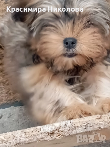 продавам 2 йоркита.
                
                с. Варвара, Пазарджик
                днес
                                    450 лв 
                    230,08 € продавам 2 йоркита.
                
                с. Варвара, Пазарджик
                днес
                                    450 лв 
                    230,08 €