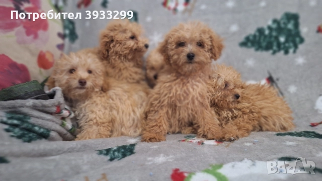 Пудел той пуделчета 
                

                гр. Чирпан, Стара Загора
                вчера

                                                            1 200 лв 
                        613,55 €