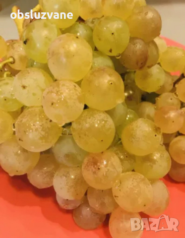 Резници от бял отел (грозде) 💥