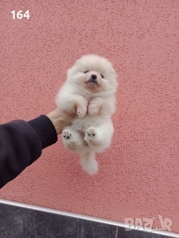 Женски Померани. Момичета. Снимки от 23.12.25 г.
                

                гр. Пазарджик, Запад
                днес

                                                            600 лв 
                        306,78 €