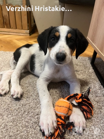 Спешно търсим дом за спасено кученце →
		Обява 52395124