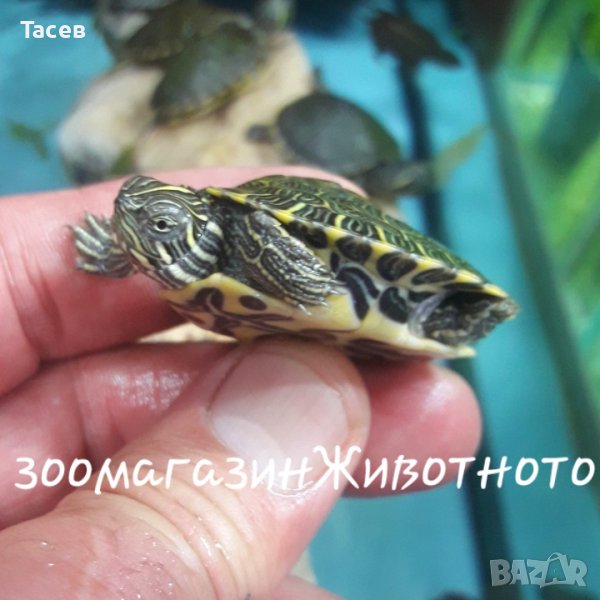 Водни костенурки, снимка 1
