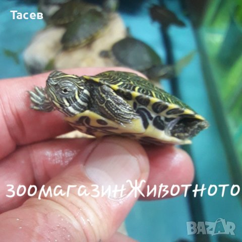 Водни костенурки, снимка 1 - Костенурки - 38015552