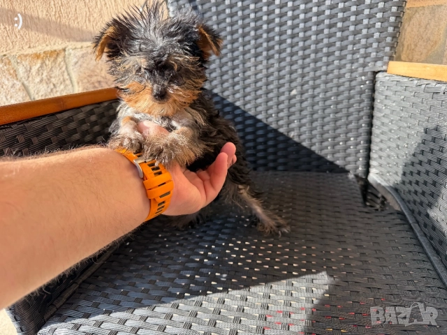 Мини Йоркширски териер Момиченца момченца Актуално от 15.11.2025 →
Обява 52358454 Мини Йоркширски териер Момиченца момченца Актуално от 15.11.2025 →
Обява 52358454