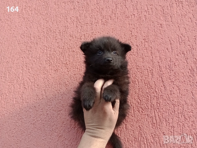 Немски мини Шпиц. Момченце 
                
                гр. Пазарджик, Запад
                вчера
                                    300 лв 
                    153,39 € Немски мини Шпиц. Момченце 
                
                гр. Пазарджик, Запад
                вчера
                                    300 лв 
                    153,39 €
