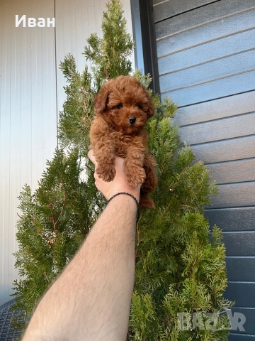 Той пудел
                

                гр. Сопот, Пловдив
                вчера

                                                            2 100 лв 
                        1 073,71 €