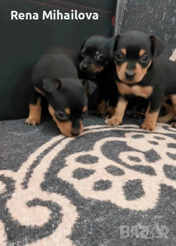 Мини пинчери
                

                с. Страхилово, Велико Търново
                вчера

                                                            220 лв 
                        112,48 €