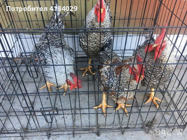 продавам млади домашни петли реколта пролет 2025 . 7лв/кг от от 2 до 5кг 1 бр 15 до 30лв →
		Обява 52409895