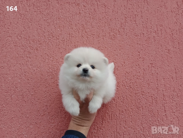 Мъжко и женски Померани. Реални снимки от 18.11.25 →
		Обява 52440093