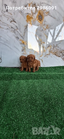 той пудел пуделче  →
		Обява 52253243 той пудел пуделче  →
		Обява 52253243