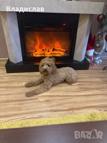 Той пудел на 1г и 4м  →
		Обява 52943954