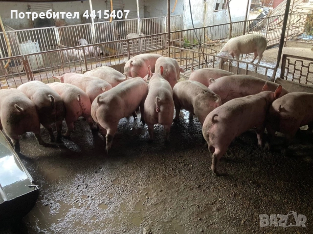 Продаваме прасета →
		Обява 52388413