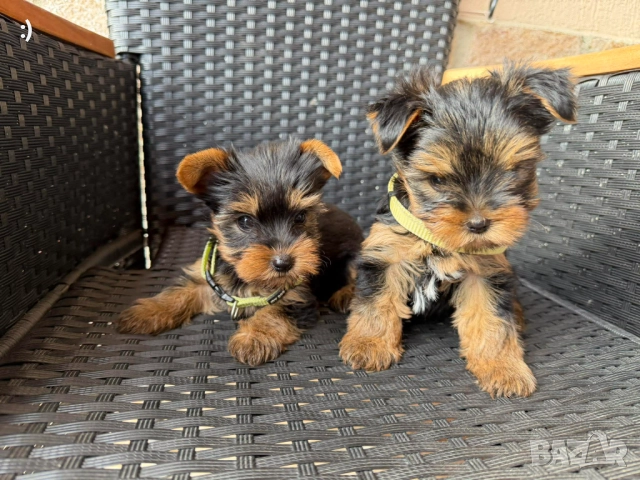 Йоркширски териер Момиченца момченца Актуално от 22.11.2025 →
		Обява 52358454