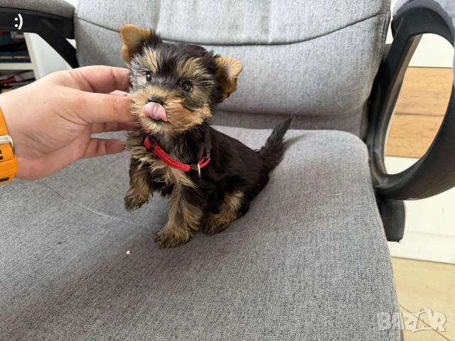 Мини Йоркширски териер Актуално от 31.10.2025
                
                гр. Варна, ХЕИ
                днес
                                    900 лв 
                    460,16 € Мини Йоркширски териер Актуално от 31.10.2025
                
                гр. Варна, ХЕИ
                днес
                                    900 лв 
                    460,16 €