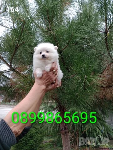 Мъжки и женски Померани  →
		Обява 52371849