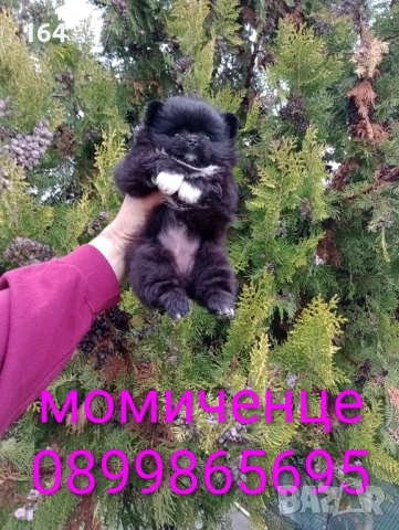 Женски черен Померан. Реални снимки от 10.11.25 г.  →
		Обява 52359551