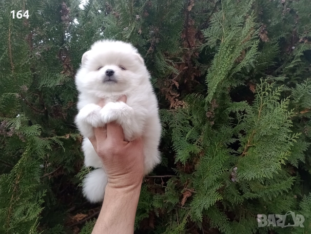 Бели Померанчета . Снимки от 17.11.25 г. →
Обява 52359781 Бели Померанчета . Снимки от 17.11.25 г. →
Обява 52359781