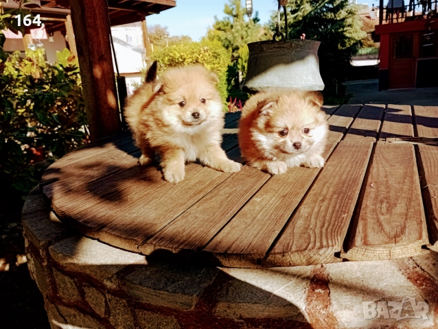 Померани. Момче и момиче. →
		Обява 52196028