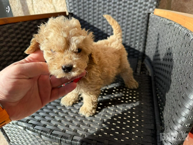 Мини Пудели Актуално от 7.1.2026 →
		Обява 52971791