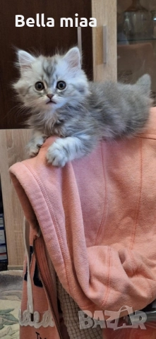 малки британки  →
		Обява 52393729