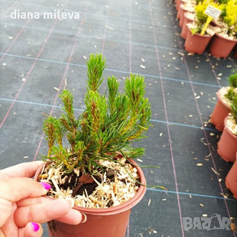  Pinus Mugo Mughus, Клек, снимка 3 - Градински цветя и растения - 40696492