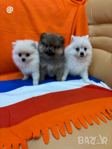 Померан померанчета момичета свободним! →
Обява 52393543 Померан померанчета момичета свободним! →
Обява 52393543