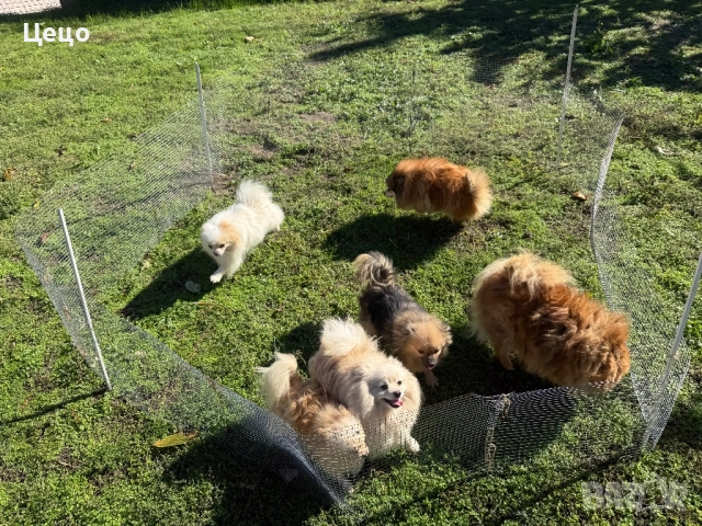 Померан
                
                гр. Пловдив
                днес
                                    Договаряне Померан
                
                гр. Пловдив
                днес
                                    Договаряне