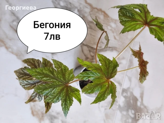 Бегония →
		Обява 51196798 Бегония →
		Обява 51196798