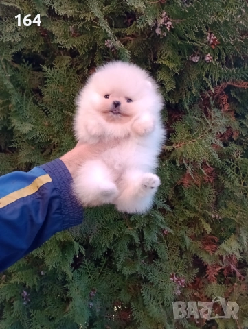 Женски Померан. Реални снимки от 30.11.25 г. →
		Обява 52610691